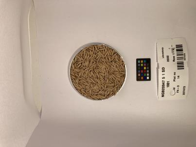 Click for 1 image(s) for this accession. SEED